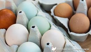 Chicken Breeds That Lay Different Coloured Eggs