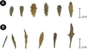 Image result for Philyrophyllum schinzii