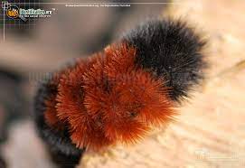 If the caterpillar is lucky, it will be spit out without injury. Banded Woollybear Caterpillar Moth Pyrrharctia Isabella