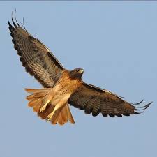Bird With Red V On Back Of Head Otg On Instagram I Just Saw This Bird Not The Actual Bird Which I Had To Google Red Tail Hawk Fly Right In Front Of Red Tailed Hawk Hawk Wings Pet