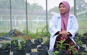 Sambung nyawa juga digunakan dalam upaya penyembuhan penyakit digunakan daun dan umbi tumbuhan sambung nyawa 1 batang, kunyit sebesar telur ayam 1 biji. Pokok Sambung Nyawa Bantu Atasi Masalah Ketidaksuburan Akibat Diabetes Ukm News Portal