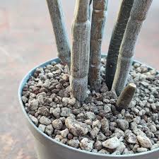 Image result for Ceropegia albipilosa