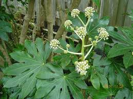 薬草と花紀行 ヤ行