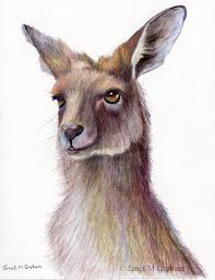 Kangaroo Australian Wildlife Animal Sfa Original Coloured Pencil Drawing By Australian Artist Janet M Graham Australian Wildlife Animals Wildlife Animals