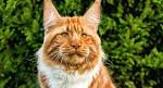 The 10 Largest Cat Breeds - Bigger Than Your Average Cat
