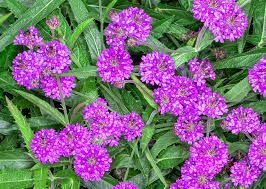 Image result for Verbenaceae