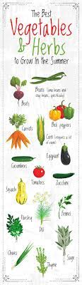 Not sure what to plant in your vegetable plot? Guide To Planting Summer Vegetables And Herbs