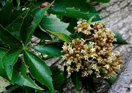 Image result for Pittosporum abyssinicum