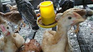 Bantahan operasi reban ayam di sekitar kawasan perumahan the golf garden bukit jawi. Download Tumbesaran Ayam Mp4 Mp3 3gp Naijagreenmovies Fzmovies Netnaija