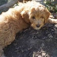 Daisy hill australian labradoodles is located in beautiful southern oregon and is just minutes from california. Hunterberry Hill Labradoodles Llc Home Facebook