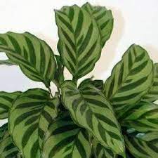 Pin On Plants To Buy