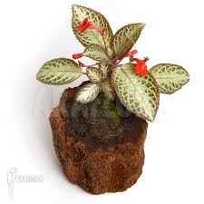 Image result for episcia