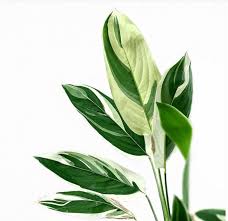 Image result for Maranta arundinacea