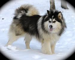 Lake Tahoe S Rich Giant Alaskan Malamute Alaskan Malamute Alaskan Malamute Puppies