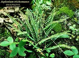 Image result for Asplenium trichomanes