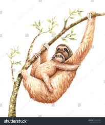 Watercolor Sloth And Baby Sloth Illustration Tropical Animal Watercolor Animal And Tree Branch Drawing Hello Summer Baby Show Sloth Art Sloth Drawing Sloth