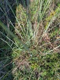 Image result for Eragrostis atrovirens
