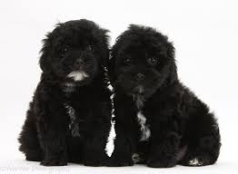 See puppy photos, health info & reviews. Dogs Black Pooshi Poodle X Shih Tzu Pups Photo Wp18789