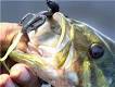 Best Bass Fishing Lures: Top Bass Lures