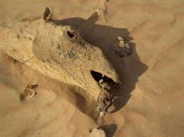 Camels are seasonal breeders and their breeding season (bs) is confined to the coolest winter months of the year; 15 Yr Old S Pocket Money Can T Save Camels Killed By Plastic Green Prophet