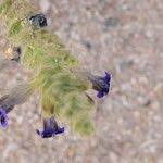 Image result for Anticharis