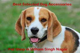 Check out our puppies for sale on our website. Pet Shops In Rudrapur Amazing Discounts On Pet Products