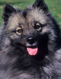Once you have seen all these styles, you will wonder why you. Keeshond Breed Information