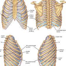 The ribs help protect vital organs in the thorax such as the heart and lungs, and they assist with breathing. A B Surface Projections Of The Pleurae And Lungs Download Scientific Diagram