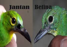 Perubahan warna pada bagian leher ini mulai terjadi ketika burung cucak ijo berusia 4 hingga 6 bulan. Cara Pintar Memilih C Hijau Bakalan Jantan Dan Cara Perawatannya Agar Cepat Gacor Media Ronggolawe