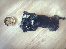 12 inches (30 cm) there are two weight classes of french bulldog: French Bulldog Feeding Guide What You Should Know Our Frenchie
