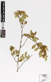 Image result for Psydrax