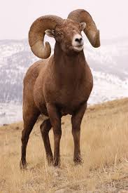 Bighorn Sheep John Pennoyer Big Horn Sheep Animals Beautiful Animals