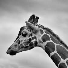 What color is a giraffe's tongue. What Color Is A Giraffe S Tongue Trivia Questions Quizzclub