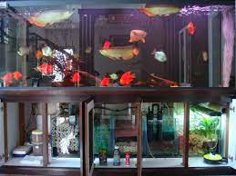 Home / cara / filter / wallpaper +5 cara membuat sump filter aquarium air laut full screen. 770 Desain Aquarium Dengan Filter Terbaru Desain Aquarium
