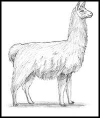 There are simple llamas, detailed llamas, realistic pictures of llamas, so many llamas and alp. How To Draw Cartoon Llamas Realistic Llamas Drawing Tutorials Drawing How To Draw Llamas Drawing Lessons Step By Step Techniques For Cartoons Illustrations