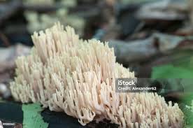 Image result for Ramaria stricta