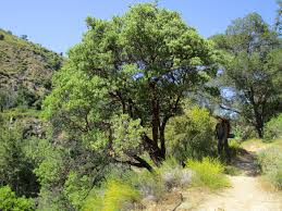 Image result for Monsonia glauca