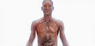 El Cuerpo Envejece Por Dentro