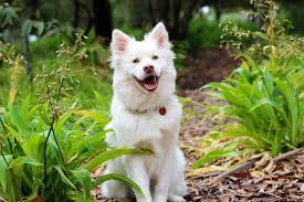 Like i said, these short dog quotes are all about fun! Whoever Said That Diamonds Are A Girl S Best Friend Never Owned A Dog