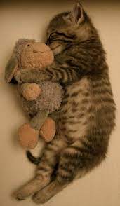 tiere plueschtiere tiger katze schaffchen witzige tiere niedliche tiere susse katzen bilder
