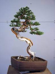 Pin On Bonsai