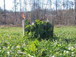 Wildlife Food Plot Seed Deer Turkey Dove Ducks Waterfowl More Food Plots For Deer Food Plot Deer Habitat
