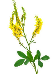 Image result for Cryptolepis apiculata