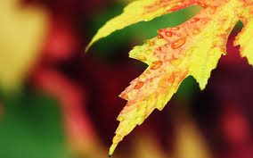 We did not find results for: 16 Autumn Desktop Wallpaper Mac Venera Wallpaper