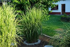 Image result for Miscanthus sinensis Zebrina
