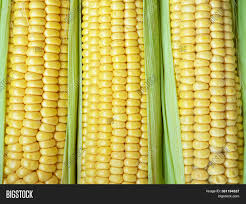 Download and use 3,000+ corn harvest stock photos for free. Yellow Corn Abstract Image Photo Free Trial Bigstock