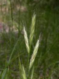 Image result for Pseudobromus