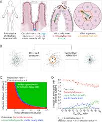 Listeria monocytogenes is the species of pathogenic bacteria that causes the infection listeriosis. Listeria Monocytogenes Cell To Cell Spread In Epithelia Is Heterogeneous And Dominated By Rare Pioneer Bacteria Elife