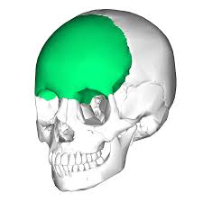How many bones are in the human skull? Frontal Bone Wikipedia