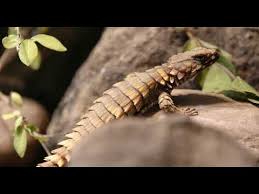 See more ideas about lizard, armadillo lizard, armadillo. Armadillo Lizards In Their New Home Cincinnati Zoo Youtube